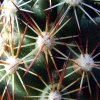 Mammillaria _capensis _07